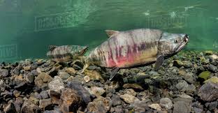 Image result for Oncorhynchus keta