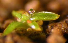 Attēlu rezultāti vaicājumam “Aloina rigida sporophyte”