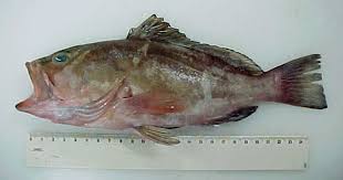 Image result for Epinephelus morio