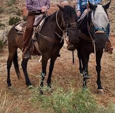 Image result for Old Park Riding Stables