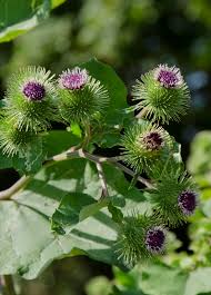 Attēlu rezultāti vaicājumam “Arctium lappa leaf”