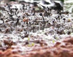 Attēlu rezultāti vaicājumam “Calicium salicinum”