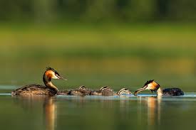 Attēlu rezultāti vaicājumam “Podiceps cristatus adult”