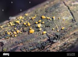 Attēlu rezultāti vaicājumam “Dacrymyces stillatus”