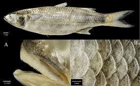 Image result for Mugil curema