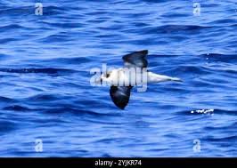 Image result for Pterodroma hasitata