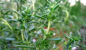 Image result for Satureja hortensis