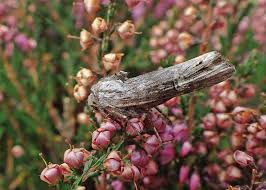 Attēlu rezultāti vaicājumam “Lithomoia solidaginis”