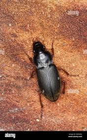 Attēlu rezultāti vaicājumam “Pseudoophonus rufipes”