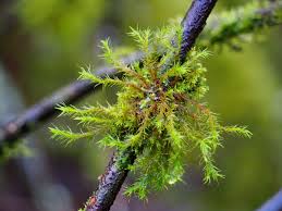 Attēlu rezultāti vaicājumam “Orthotrichum lyellii”