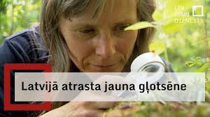 Attēlu rezultāti vaicājumam “Lycogala persicum”