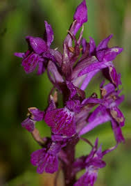 Attēlu rezultāti vaicājumam “Dactylorhiza majalis subsp. baltica flower”