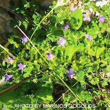 Image result for Campanula strigosa