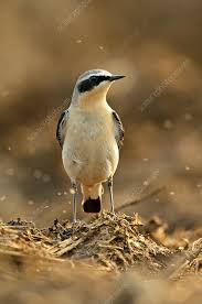 Attēlu rezultāti vaicājumam “Oenanthe oenanthe male”