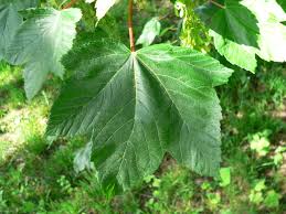 Attēlu rezultāti vaicājumam “Acer pseudoplatanus”