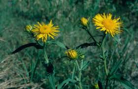 Attēlu rezultāti vaicājumam “Inula britannica leaf”