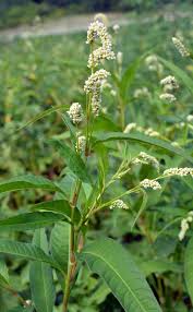 Attēlu rezultāti vaicājumam “Persicaria lapathifolia leaf”