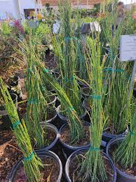 Attēlu rezultāti vaicājumam “Equisetum hyemale”