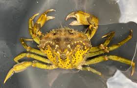 Image result for Carcinus maenas