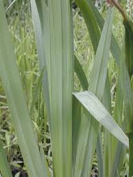 Attēlu rezultāti vaicājumam “Iris pseudacorus”