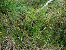 Attēlu rezultāti vaicājumam “Carex chordorrhiza”