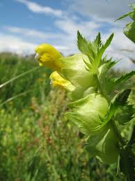 Attēlu rezultāti vaicājumam “Rhinanthus serotinus flower”