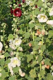 Image result for Alcea (althaea) rosea