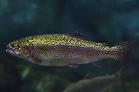 Image result for Oncorhynchus mykiss