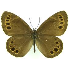 Attēlu rezultāti vaicājumam “Lopinga achine upperside”