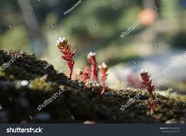 Attēlu rezultāti vaicājumam “Sedum pallidum flower”