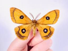 Attēlu rezultāti vaicājumam “Aglia tau”