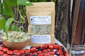 Attēlu rezultāti vaicājumam “Avena sativa fruit”