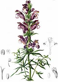 Attēlu rezultāti vaicājumam “Dracocephalum ruyschiana fruit”