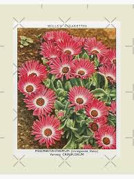 Image result for Mesembryanthemum criniflorum