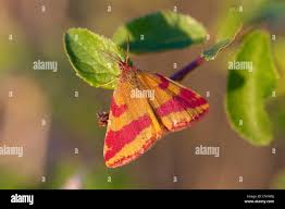 Attēlu rezultāti vaicājumam “Lythria cruentaria”