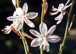 Image result for Asphodelus fistulosus