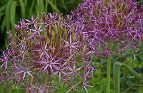 Image result for Zierlauch