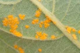 Attēlu rezultāti vaicājumam “Melampsora epitea”