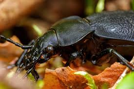 Attēlu rezultāti vaicājumam “Carabus hortensis”