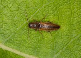 Attēlu rezultāti vaicājumam “Dalopius marginatus”