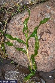 Attēlu rezultāti vaicājumam “Potamogeton praelongus”