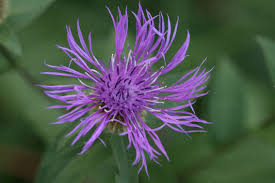 Image result for Centaurea pseudophrygia