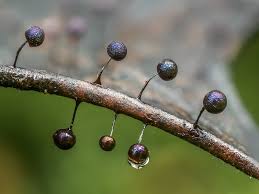 Attēlu rezultāti vaicājumam “Lamproderma arcyrioides macro”