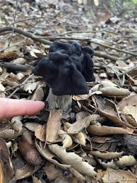 Attēlu rezultāti vaicājumam “Helvella lacunosa”