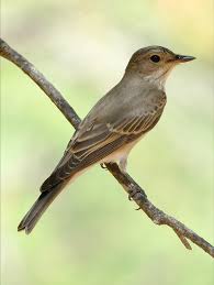 Attēlu rezultāti vaicājumam “Muscicapa striata”