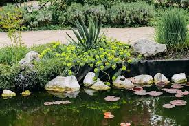 Attēlu rezultāti vaicājumam “Nymphaea candida flower”