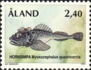 Image result for Myoxocephalus quadricornis