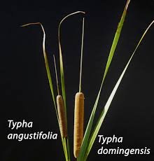 Attēlu rezultāti vaicājumam “Typha angustifolia”