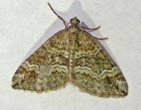 Attēlu rezultāti vaicājumam “Perizoma bifaciata”