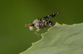 Attēlu rezultāti vaicājumam “Trypetoptera punctulata”